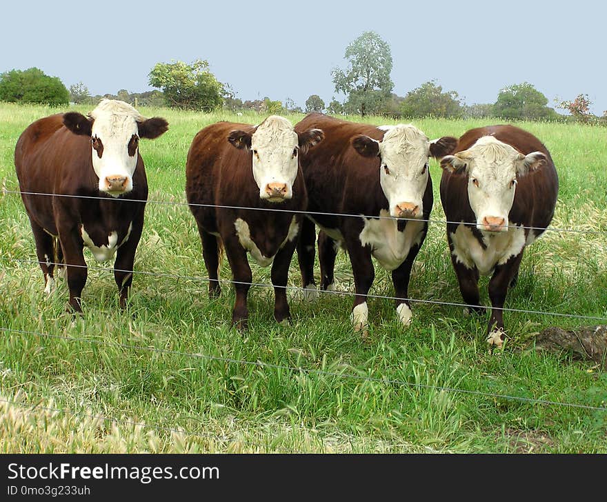 Cattle Like Mammal, Pasture, Grazing, Grassland