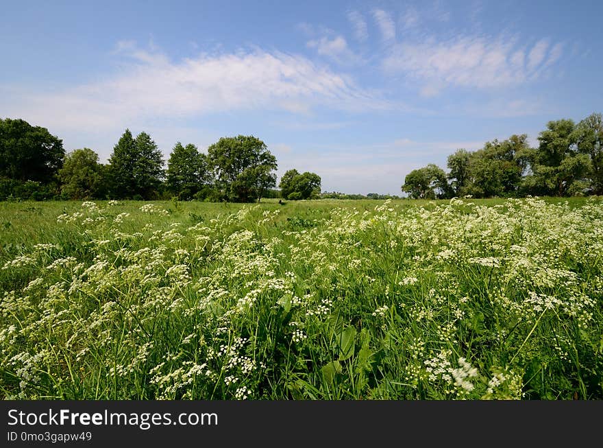 Grassland, Prairie, Ecosystem, Meadow