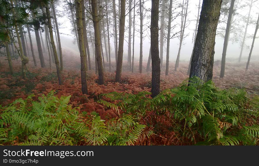 Ecosystem, Vegetation, Forest, Spruce Fir Forest