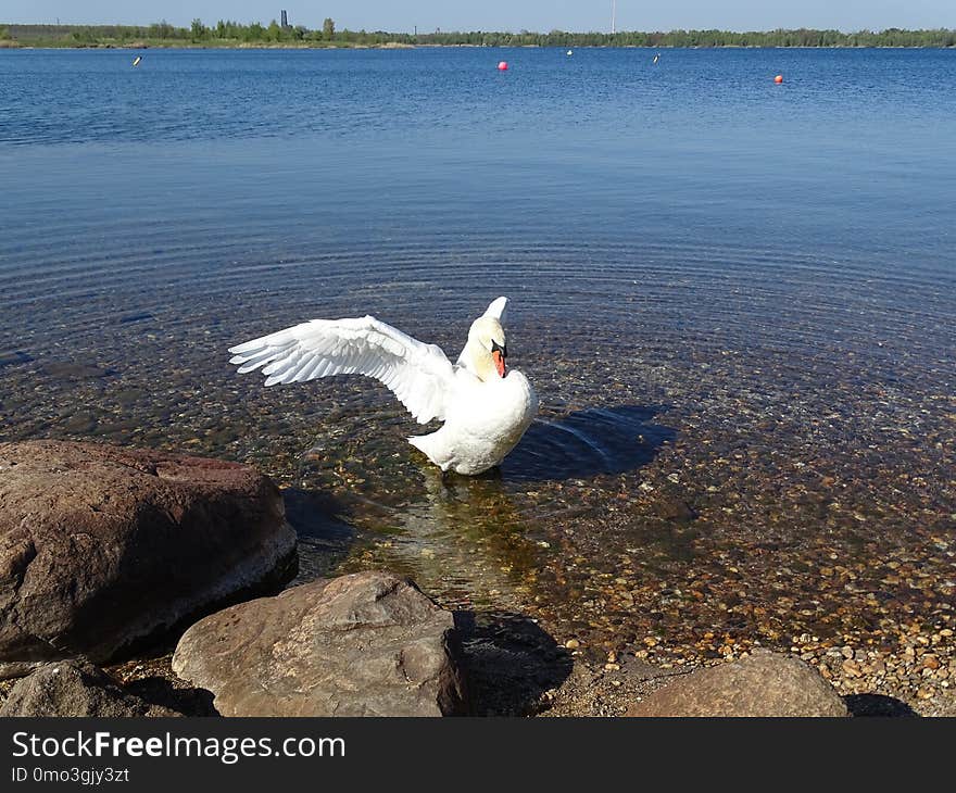 Bird, Water Bird, Water, Fauna