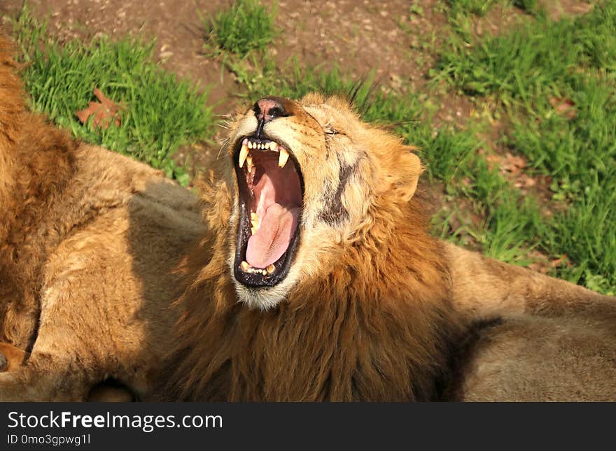 Wildlife, Lion, Facial Expression, Fauna