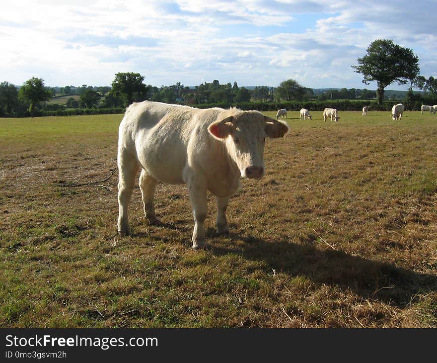 Cattle Like Mammal, Pasture, Grassland, Grazing