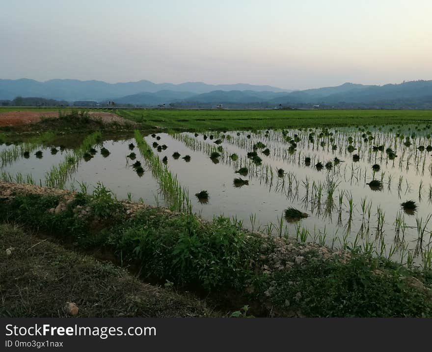 Wetland, Nature Reserve, Water Resources, Pasture