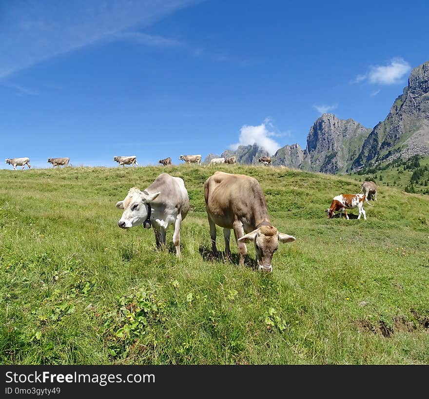 Grassland, Pasture, Grazing, Highland