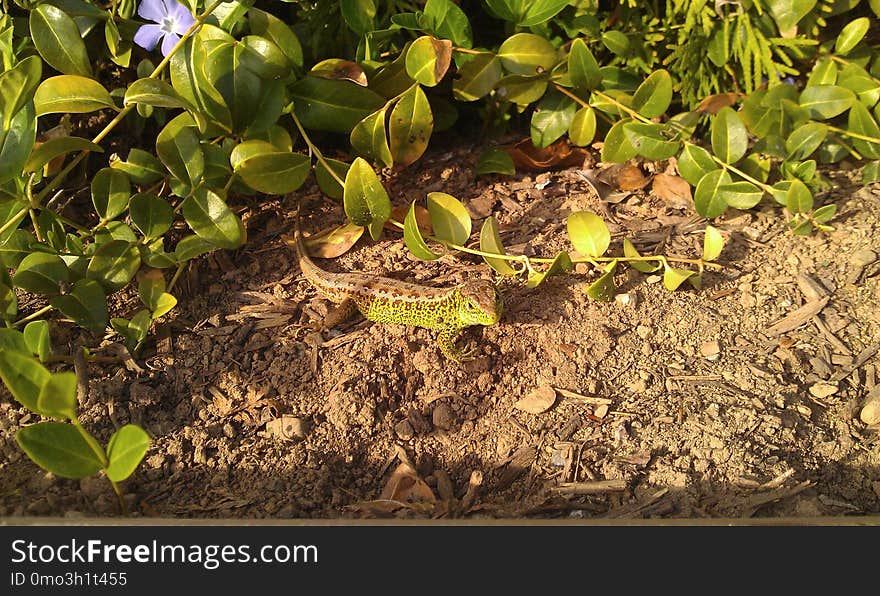 Plant, Soil, Herb, Grass