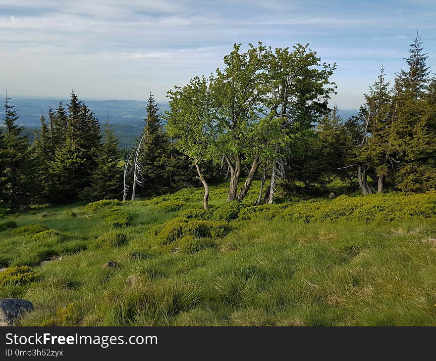 Ecosystem, Vegetation, Tree, Wilderness