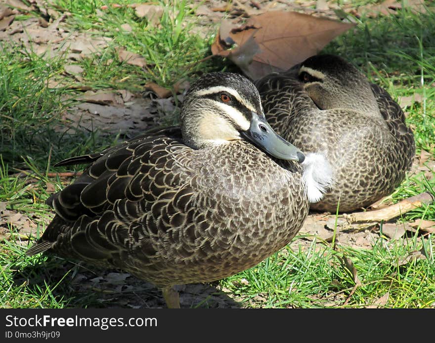 Duck, Bird, Fauna, Mallard