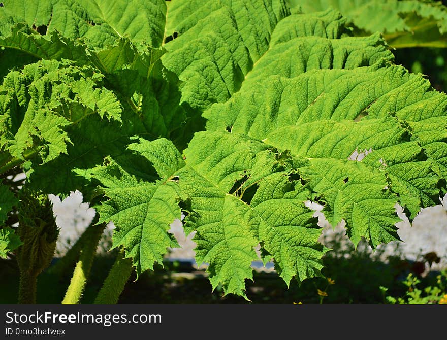 Vegetation, Leaf, Plant, Ferns And Horsetails