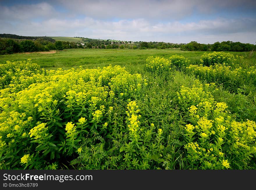 Vegetation, Ecosystem, Mustard Plant, Rapeseed