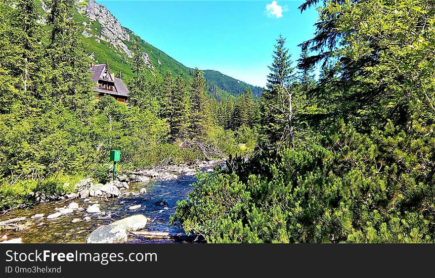 Wilderness, Nature, Nature Reserve, Vegetation