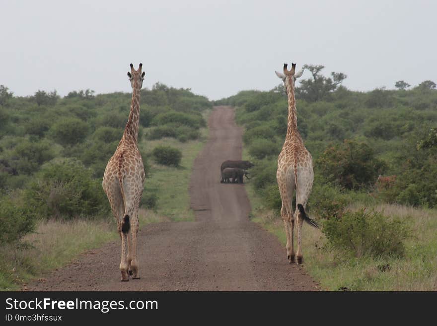 Giraffe, Wildlife, Terrestrial Animal, Grassland