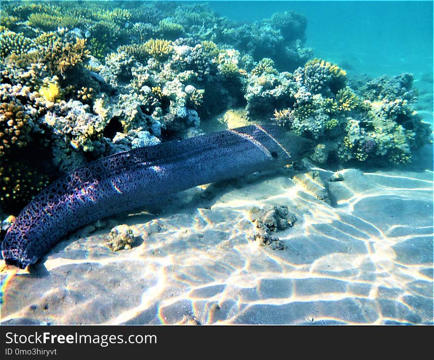 Coral Reef, Reef, Water, Marine Biology