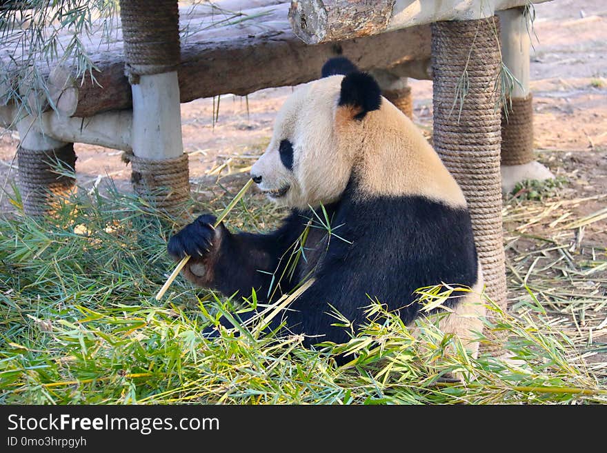 Giant Panda, Bear, Fauna, Terrestrial Animal