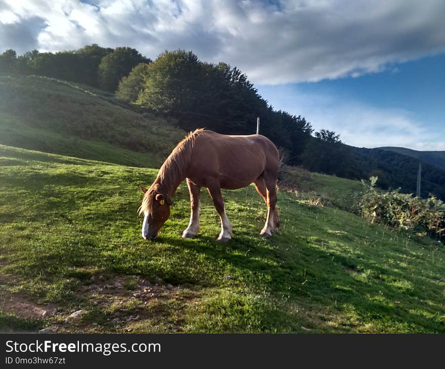 Grassland, Pasture, Grazing, Horse