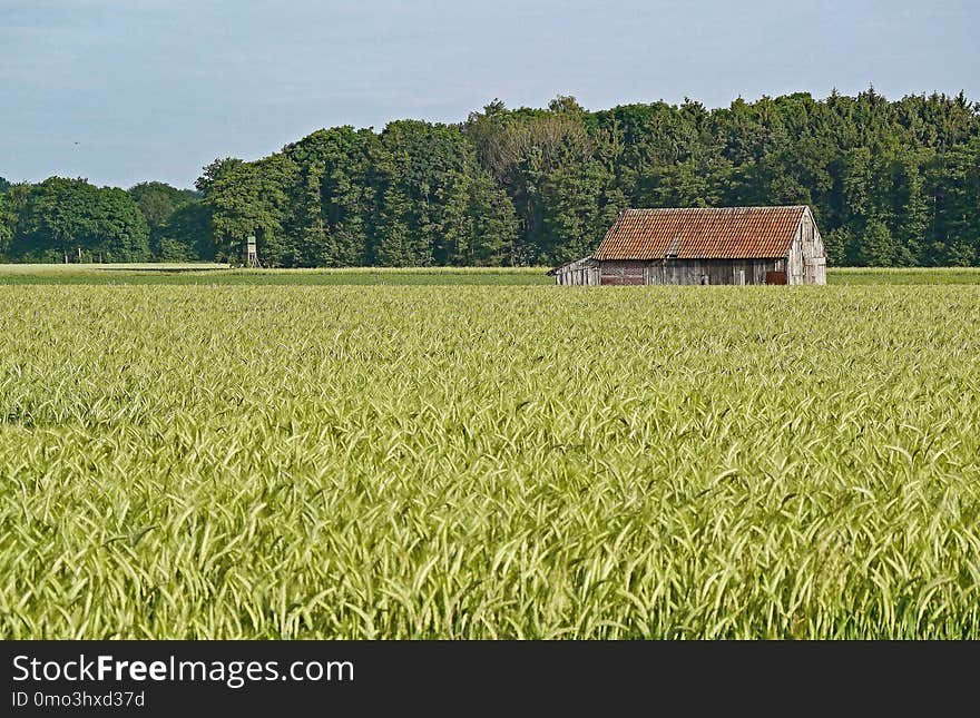 Field, Crop, Agriculture, Farm