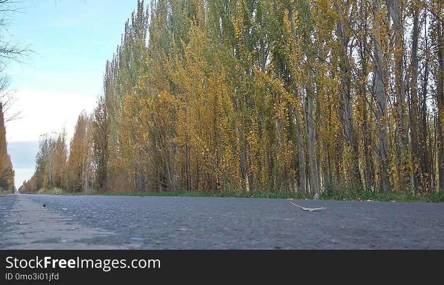 Tree, Nature, Woody Plant, Water