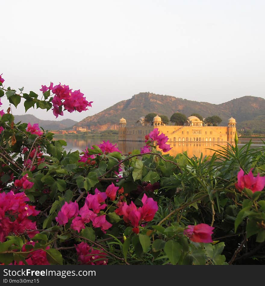 Flower, Plant, Pink, Flora