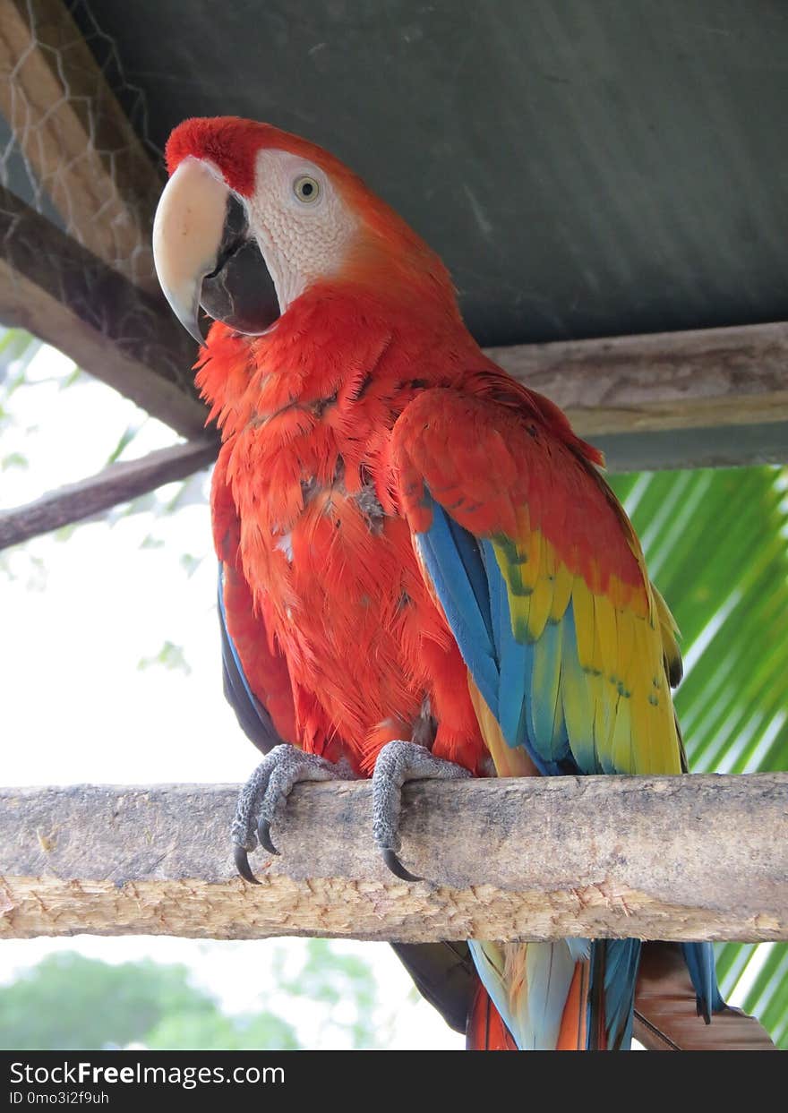 Bird, Parrot, Macaw, Beak