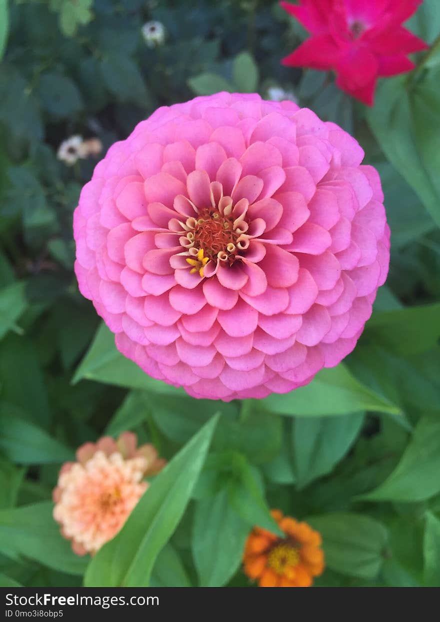 Flower, Pink, Plant, Petal