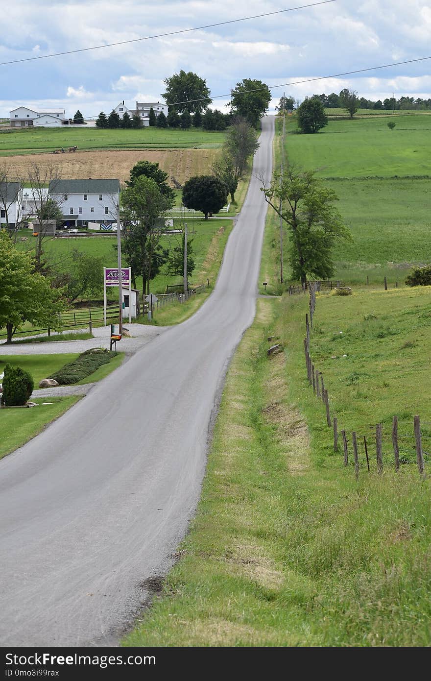 Road, Tree, Rural Area, Grass