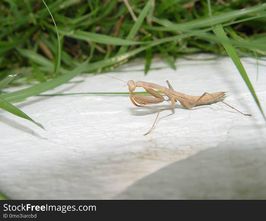 Insect, Fauna, Invertebrate, Mantis