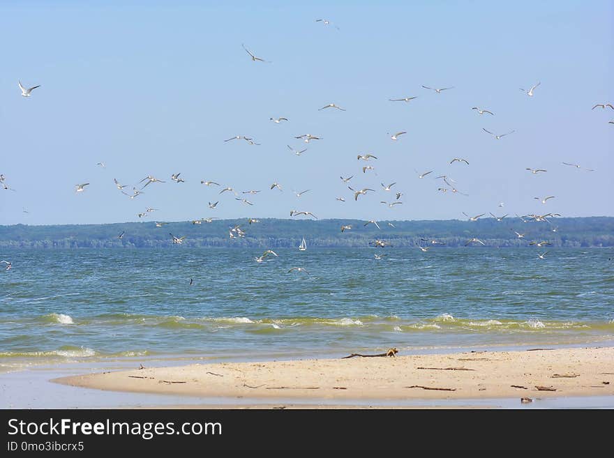 Sea, Sky, Shore, Ocean