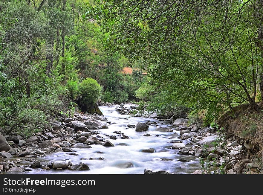 Stream, Water, Nature, Riparian Zone