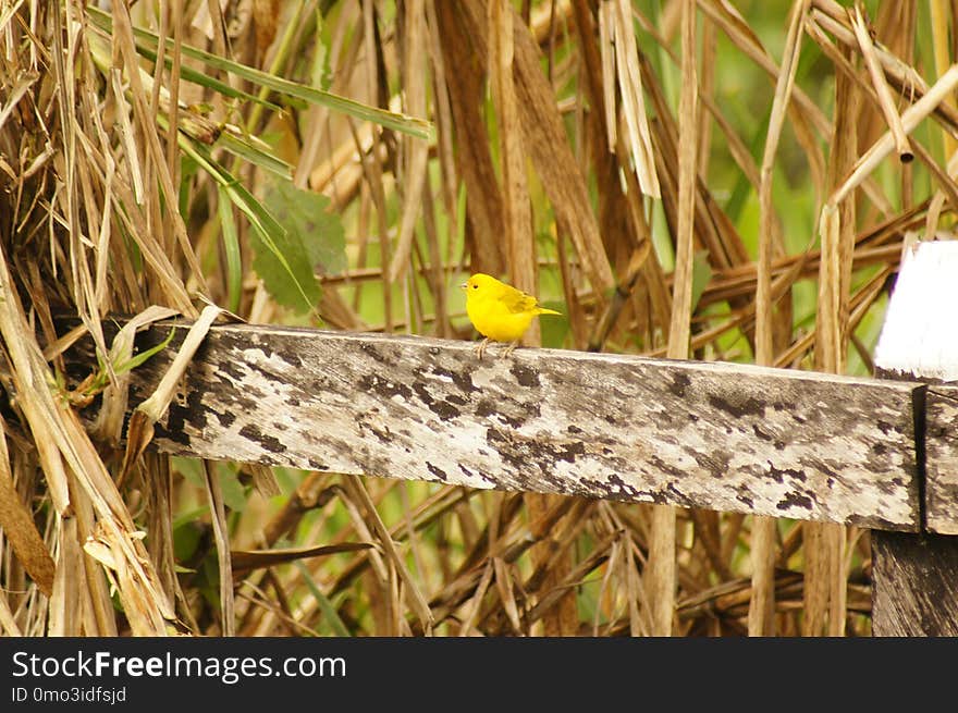 Fauna, Grass Family, Grass, Wood