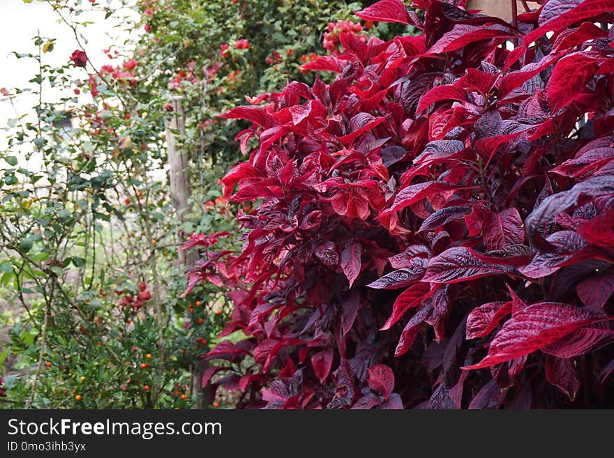 Plant, Leaf, Vegetation, Flora