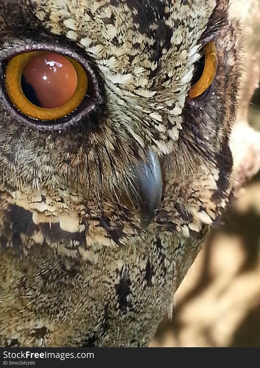 Beak, Owl, Fauna, Close Up