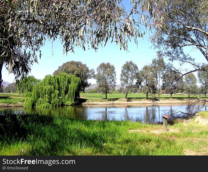 Tree, Water, Nature Reserve, Reflection