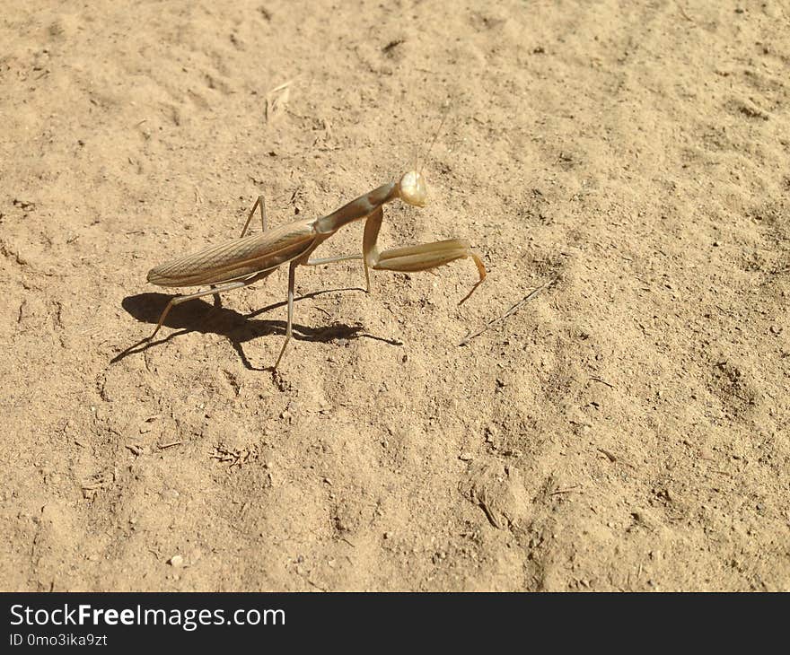 Insect, Fauna, Invertebrate, Mantis