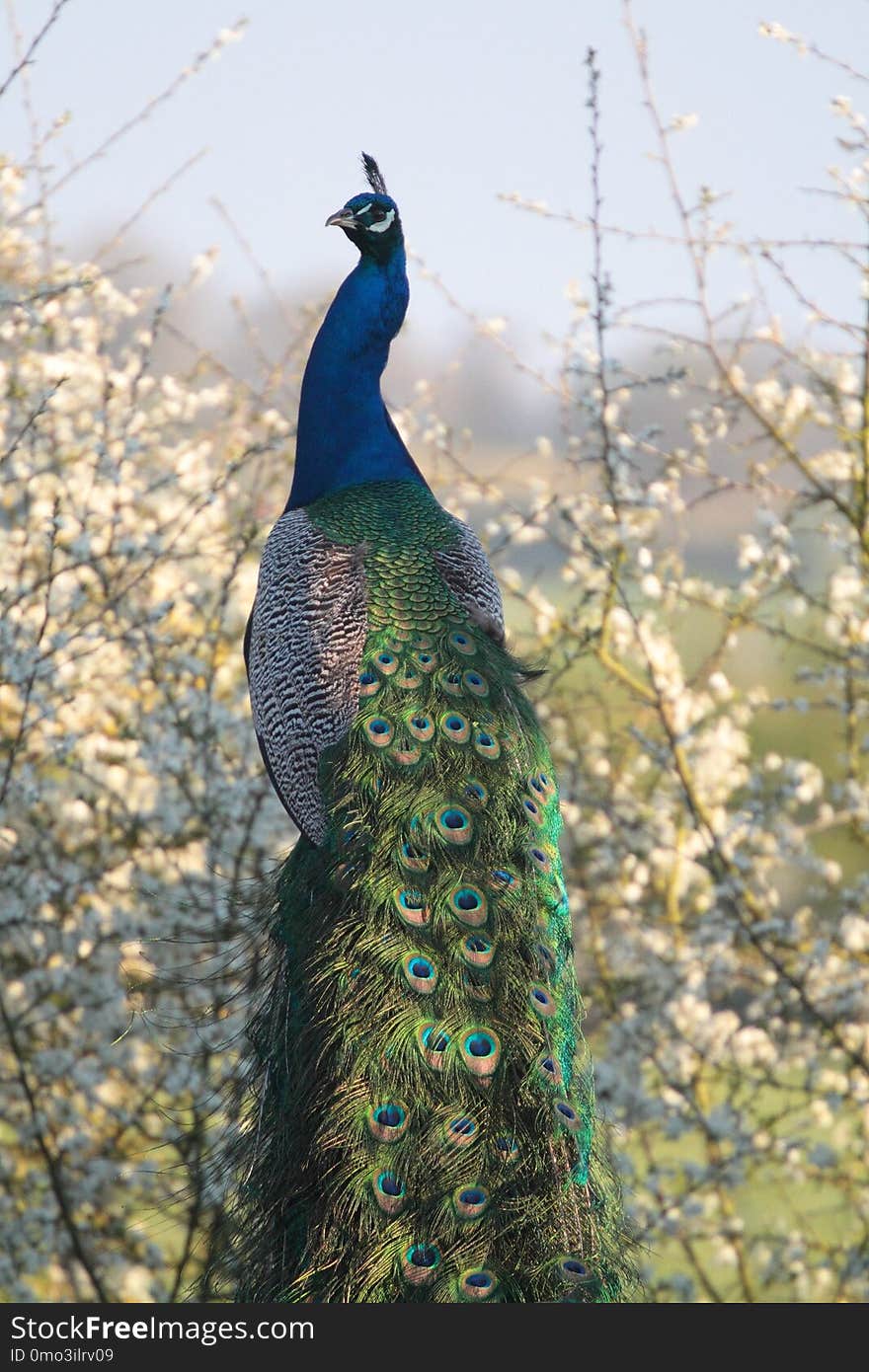 Peafowl, Bird, Galliformes, Feather