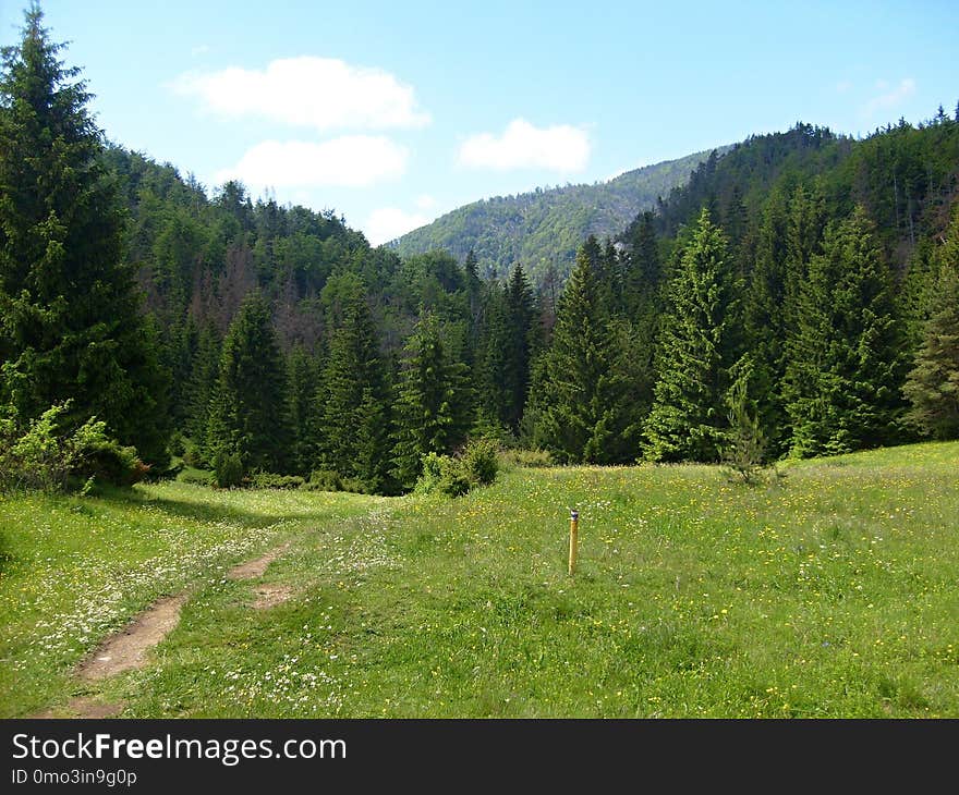 Ecosystem, Wilderness, Nature Reserve, Vegetation