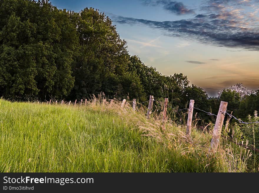 Sky, Grassland, Grass, Field