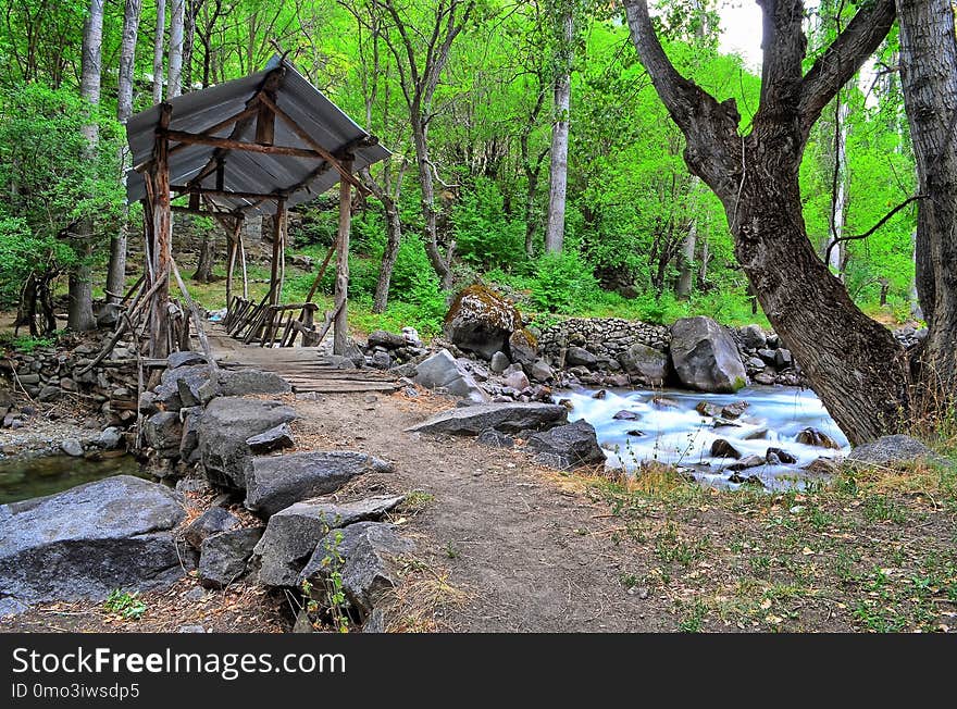 Tree, Nature Reserve, Plant, Water