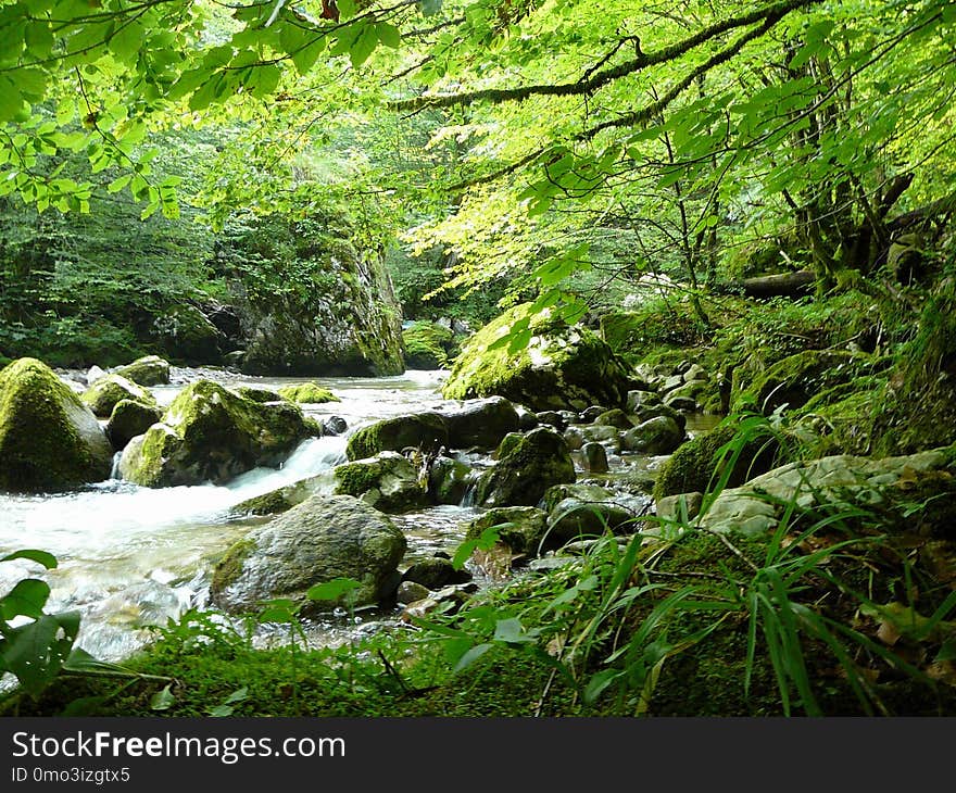 Vegetation, Nature, Stream, Water