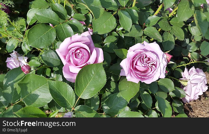 Flower, Rose, Rose Family, Plant