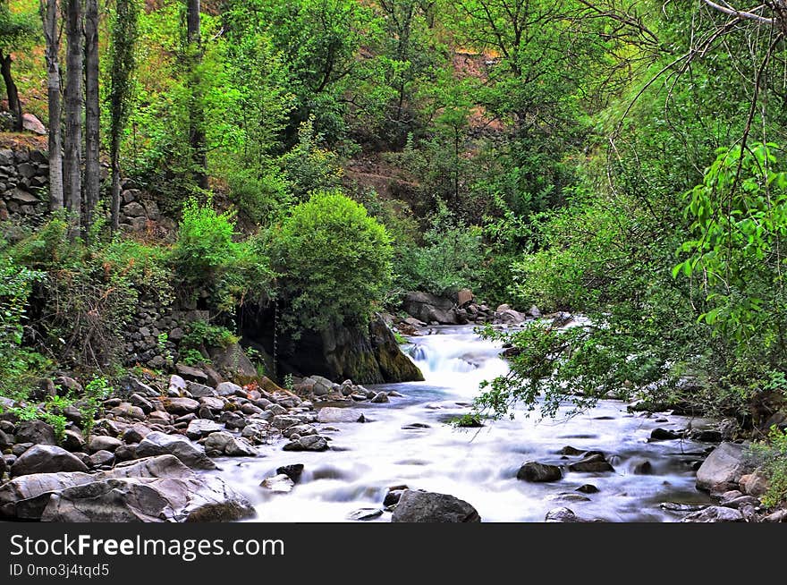 Stream, Water, Nature, Vegetation