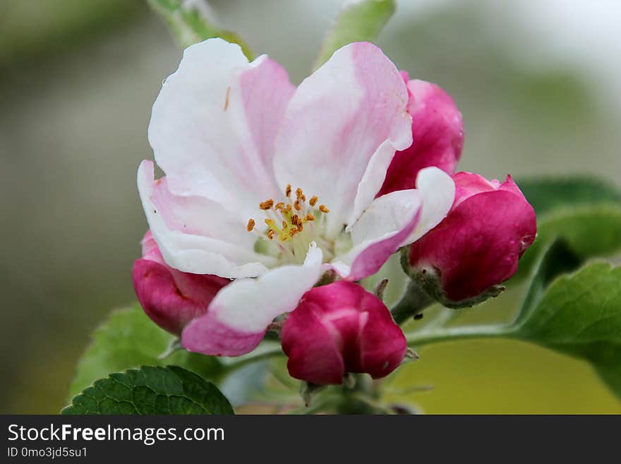 Pink, Flower, Blossom, Rosa Canina