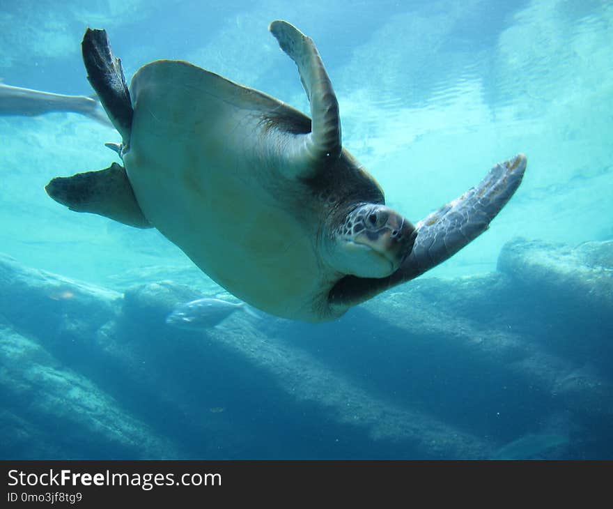 Sea Turtle, Turtle, Loggerhead, Marine Biology