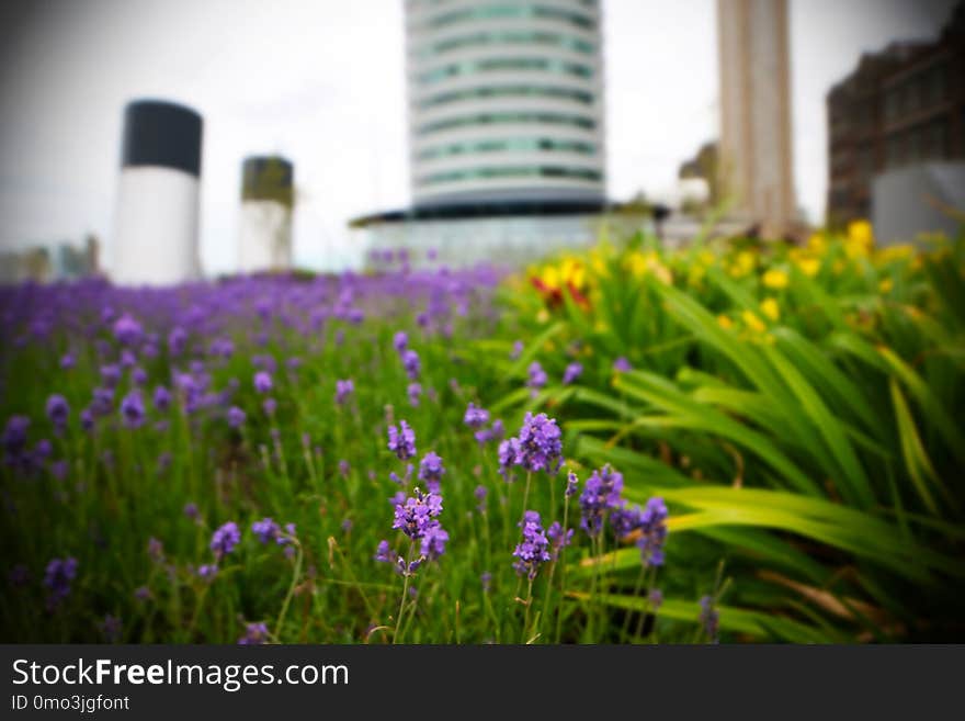 Plant, Flower, Spring, Grass