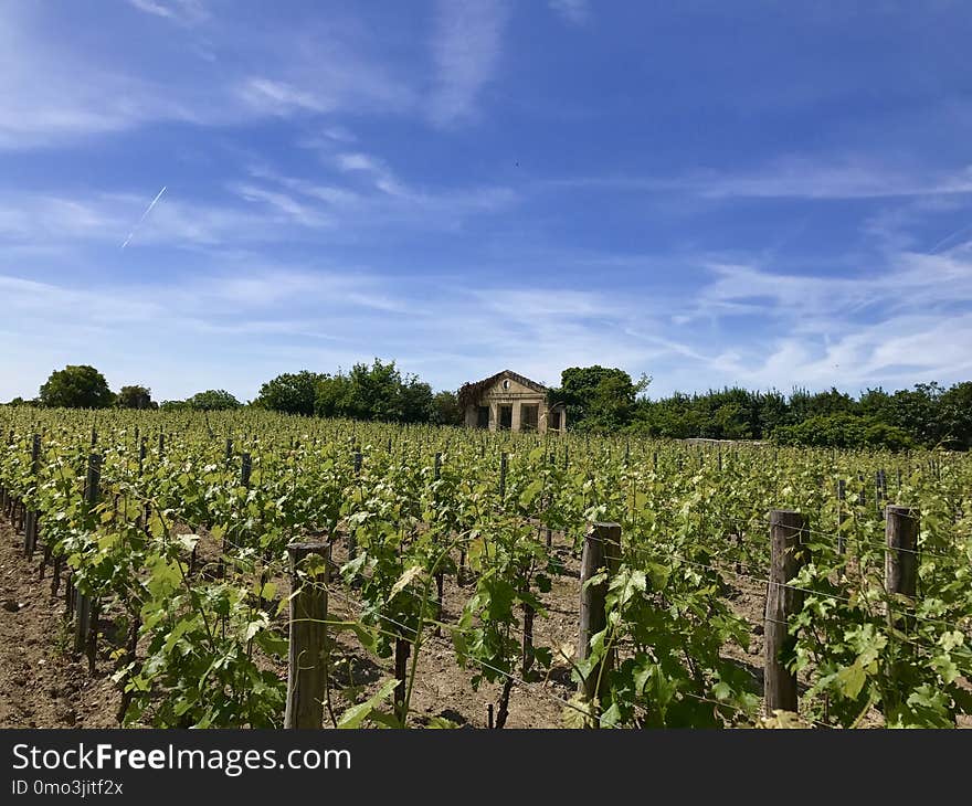 Agriculture, Sky, Vineyard, Field