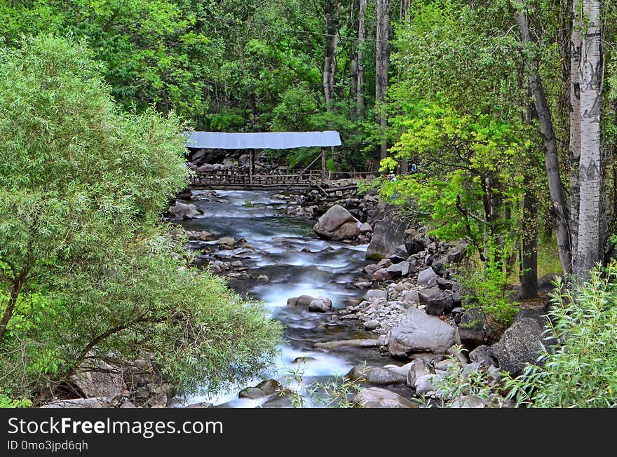 Stream, Water, Nature, Creek