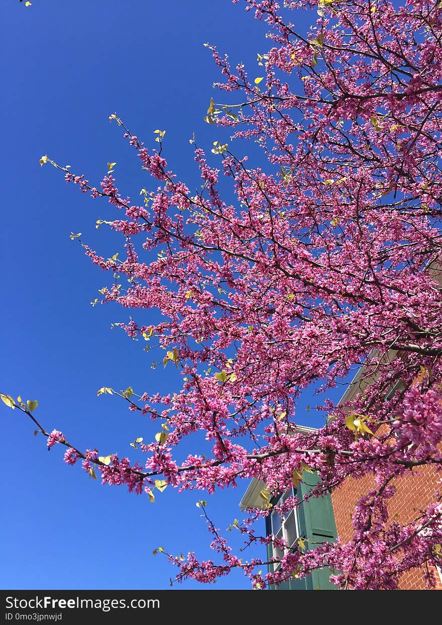 Sky, Blossom, Tree, Branch