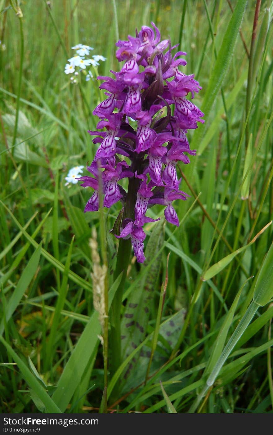 Plant, Flower, Flora, Dactylorhiza Praetermissa