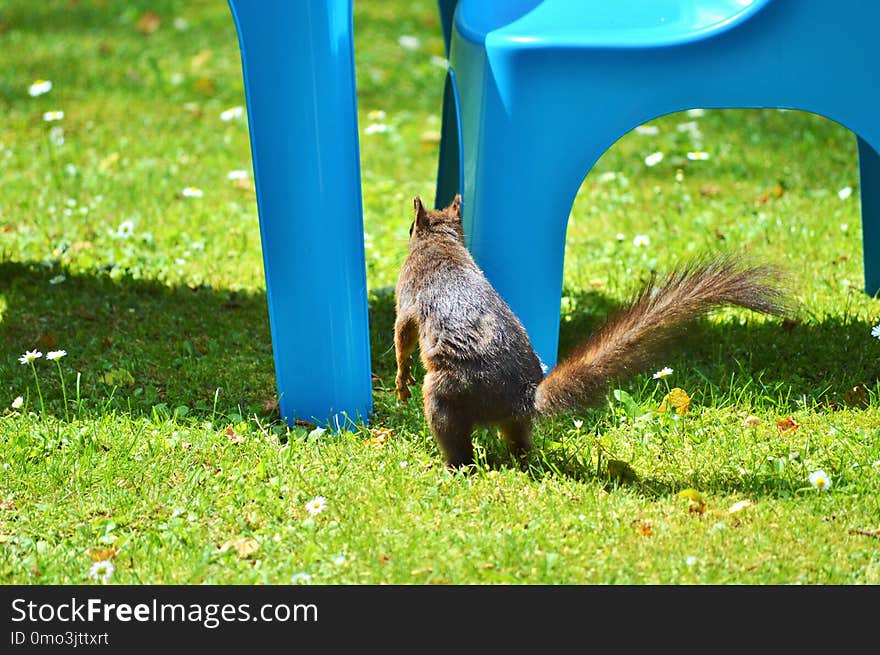 Fauna, Grass, Wildlife, Squirrel