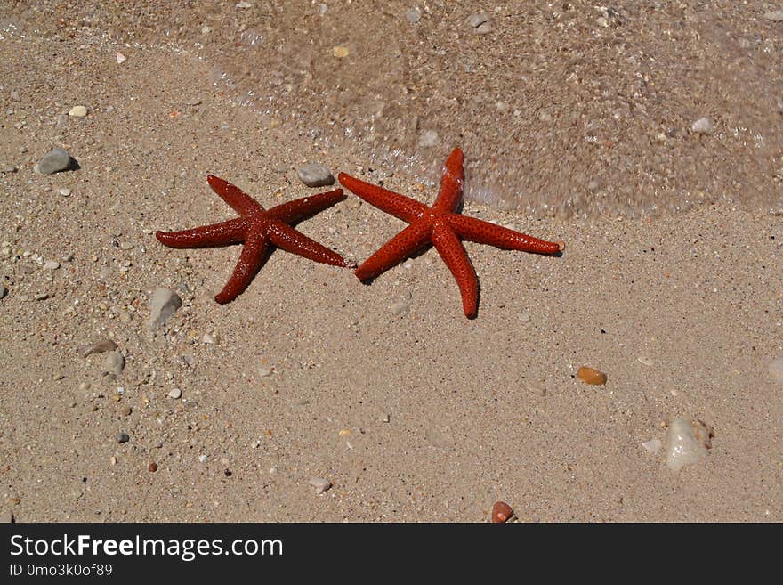 Starfish, Invertebrate, Marine Invertebrates, Echinoderm