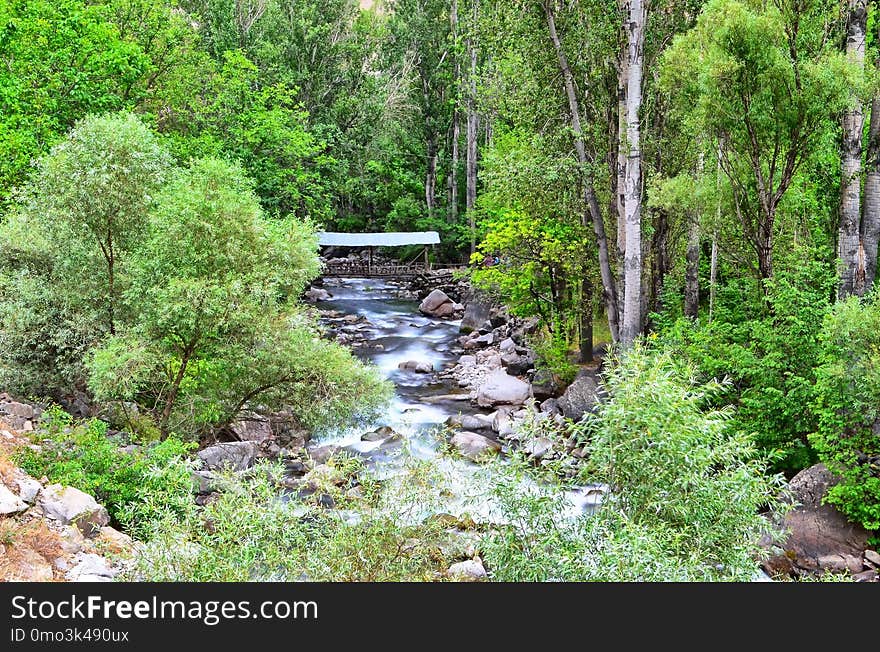 Nature, Vegetation, Nature Reserve, Water