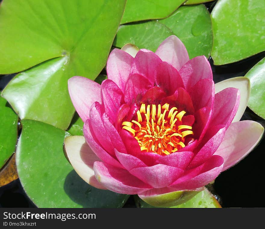 Flower, Plant, Flora, Aquatic Plant